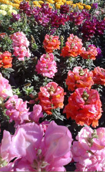 2-landscaping