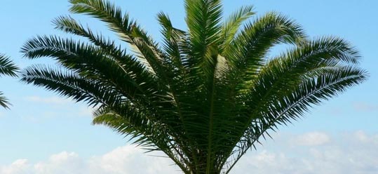 palm-tree4