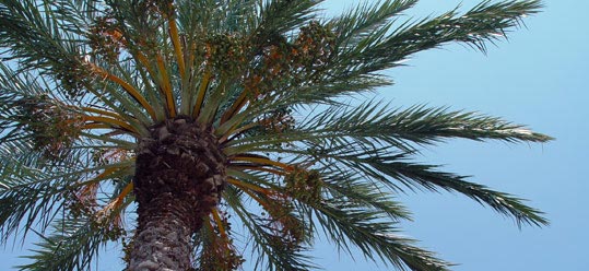 palm-tree5