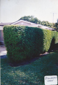 podocarpus-hedge