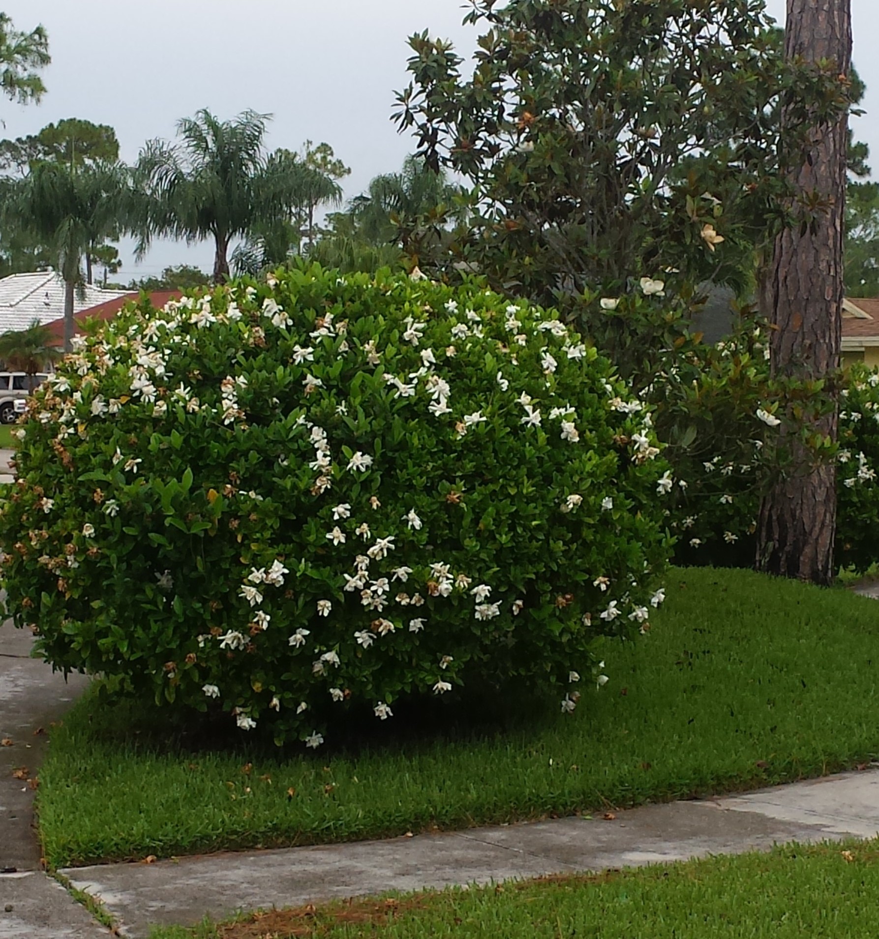 Gardenia Miami Supreme Mature Universal Landscape, Inc.