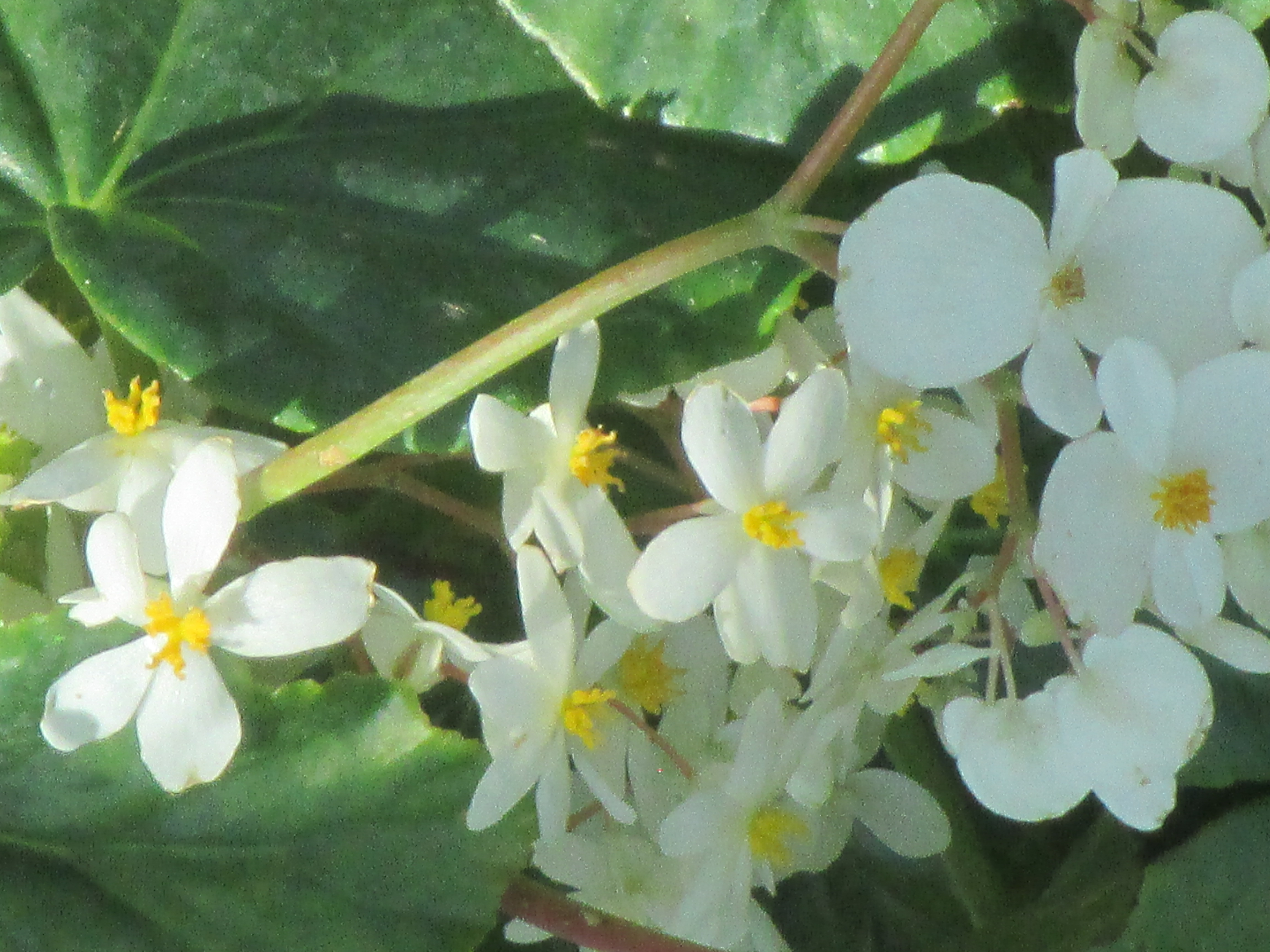 Begonia Odorata - White Bloom - Universal Landscape, Inc.