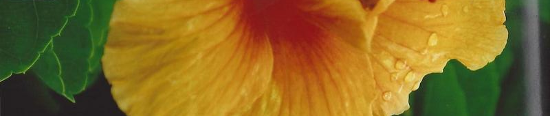 hibiscus-yellow