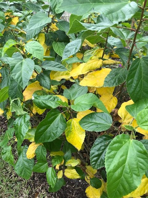 Hibiscus Leaves Turning Yellow Is This Normal Universal Landscape Inc