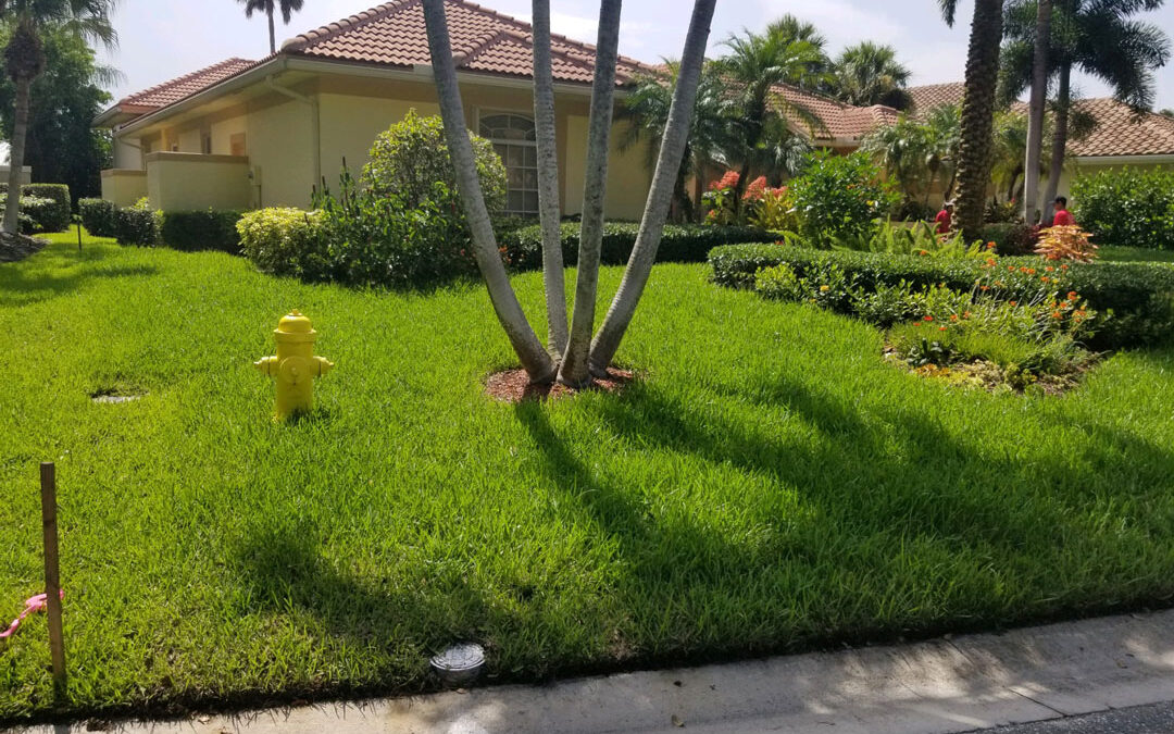 My New Grass has some brown patches? Is it ok? Should the irrigation system be checked?
