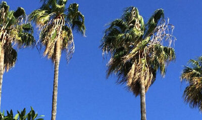 When is a palm tree in trouble ?
