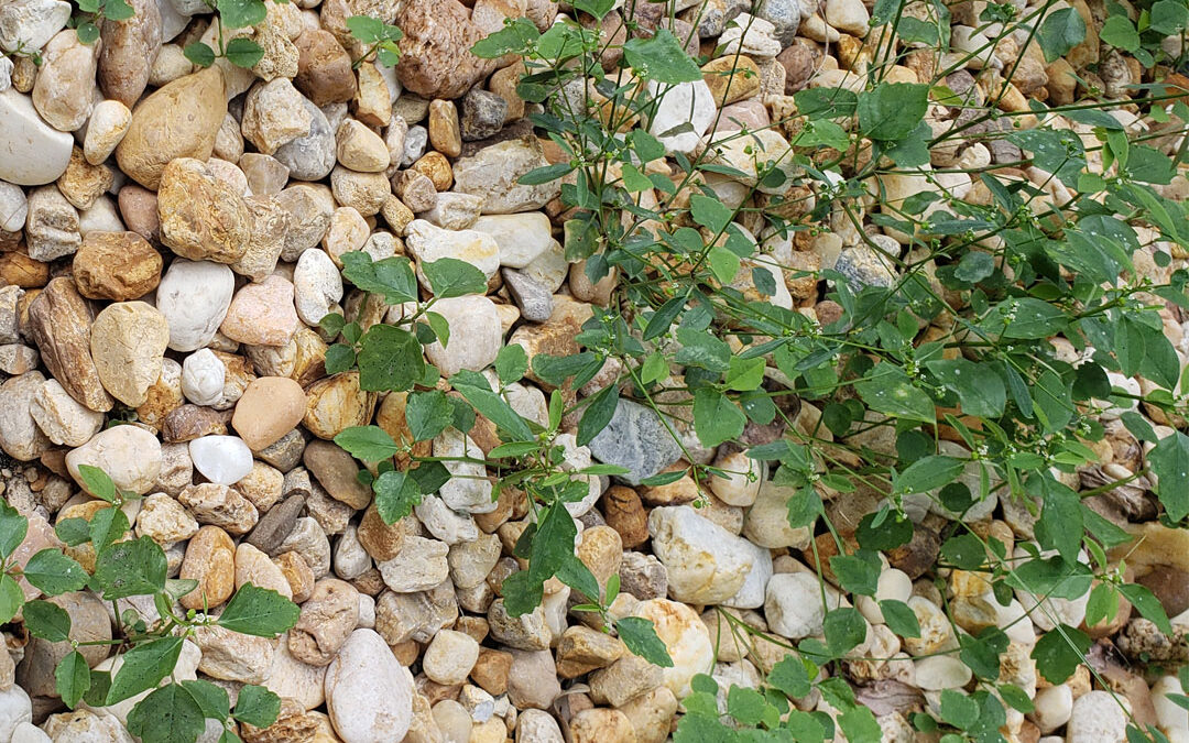 WEEDS Are Growing in the rocks & landscape after installation?