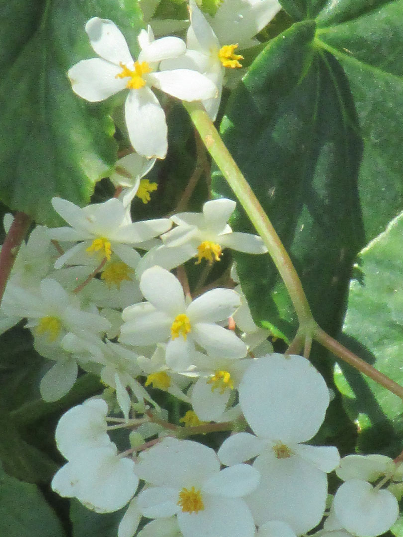 Angel Wing Begonia - White - Annual Flowers & Specialty Plants - Universal Landscape, Inc.