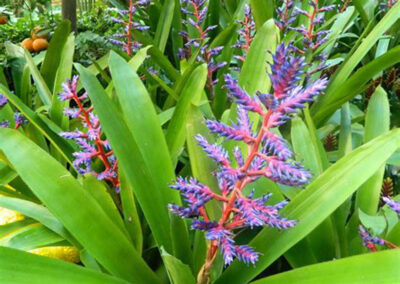 Bromeliads, Agaves & Succulents