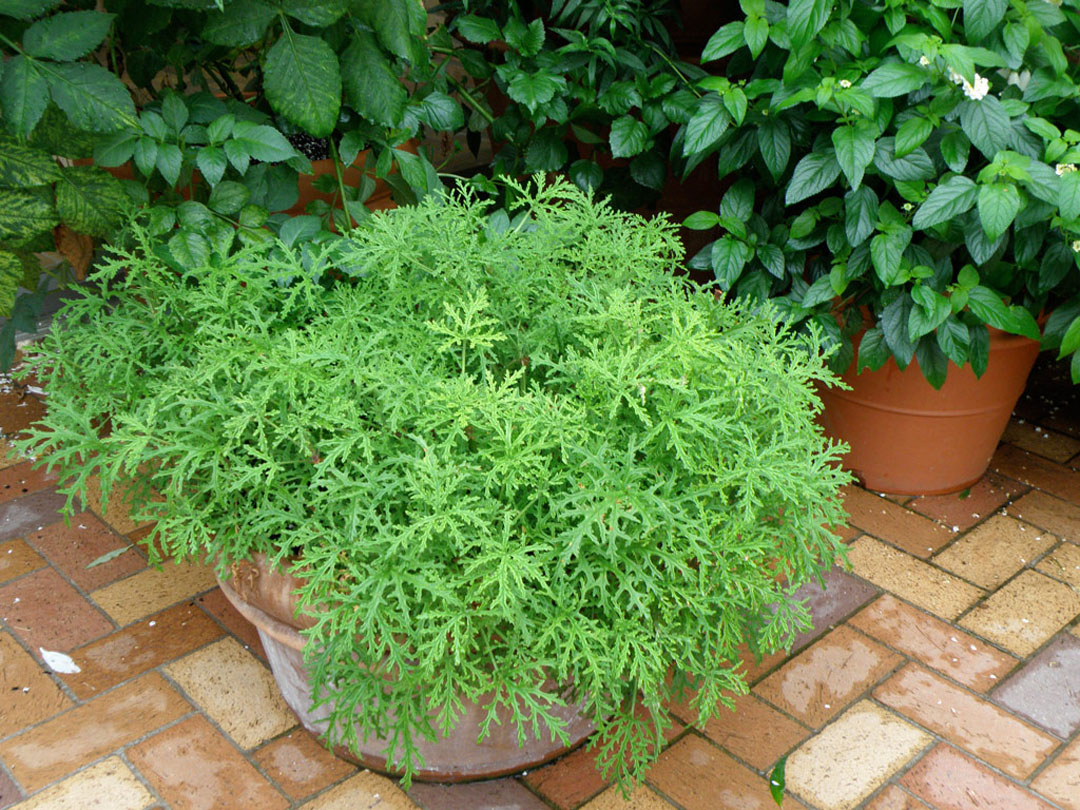 Citronella Plant - In Potted - Mosquito Repellent Qualities - Annual Flowers & Specialty Plants - Universal Landscape, Inc.