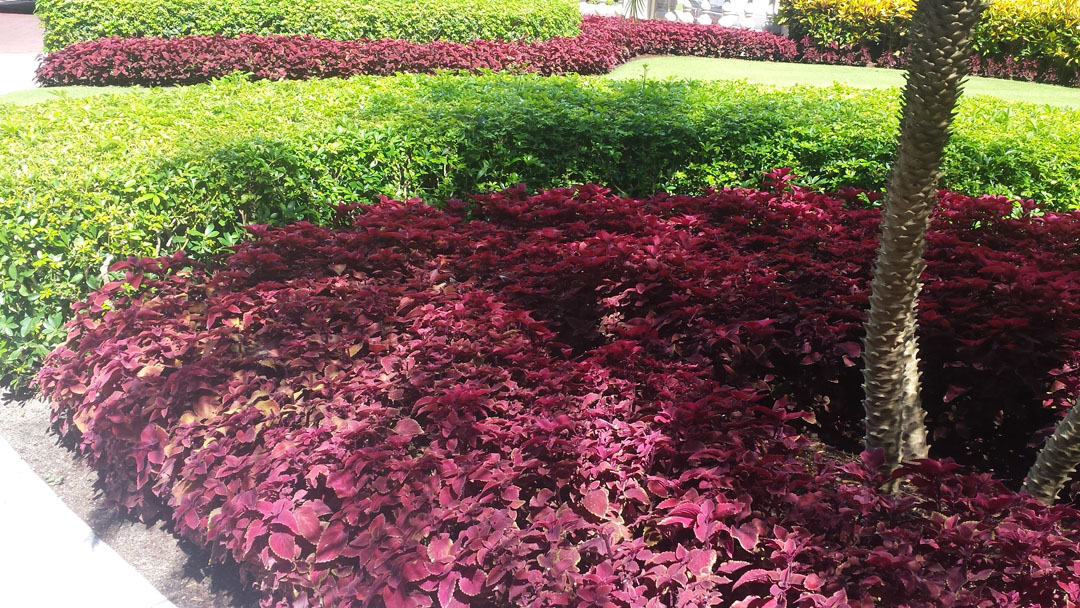 Colius - Annual Flowers & Specialty Plants - Universal Landscape, Inc.