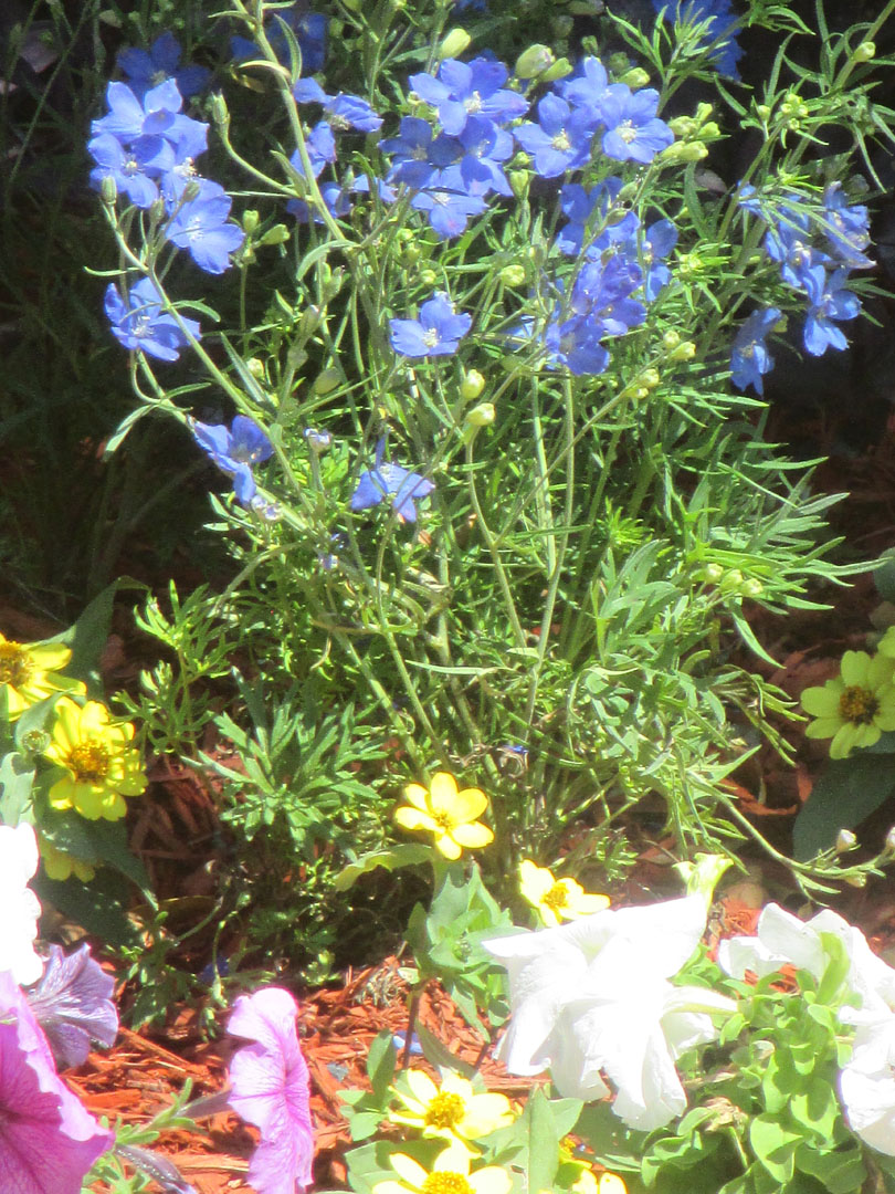 Annual Flowers & Specialty Plants - Universal Landscape, Inc.