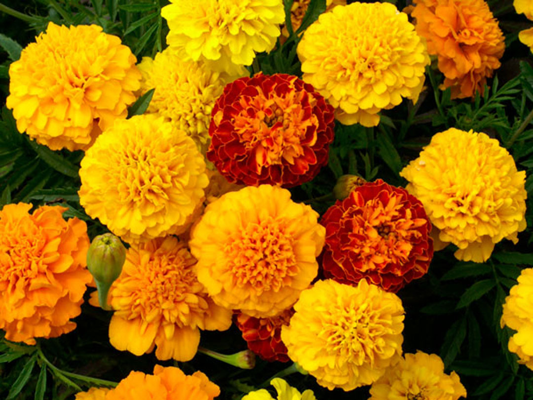 Marigold Flower - Annual Flowers & Specialty Plants - Universal Landscape, Inc.