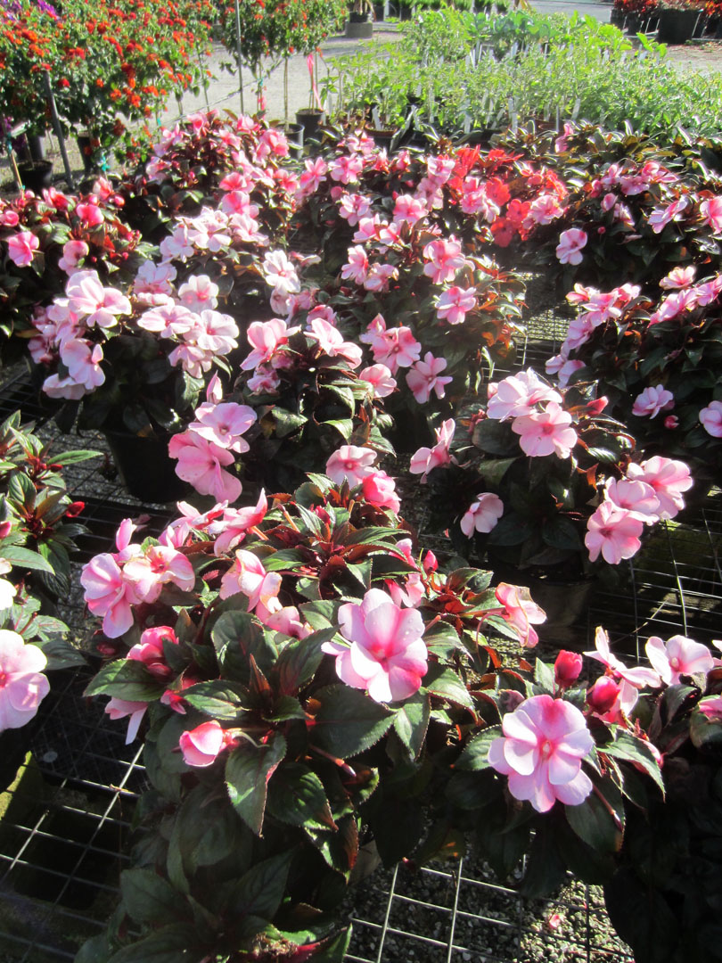 New Guinea Impatiens - Annual Flowers & Specialty Plants - Universal Landscape, Inc.