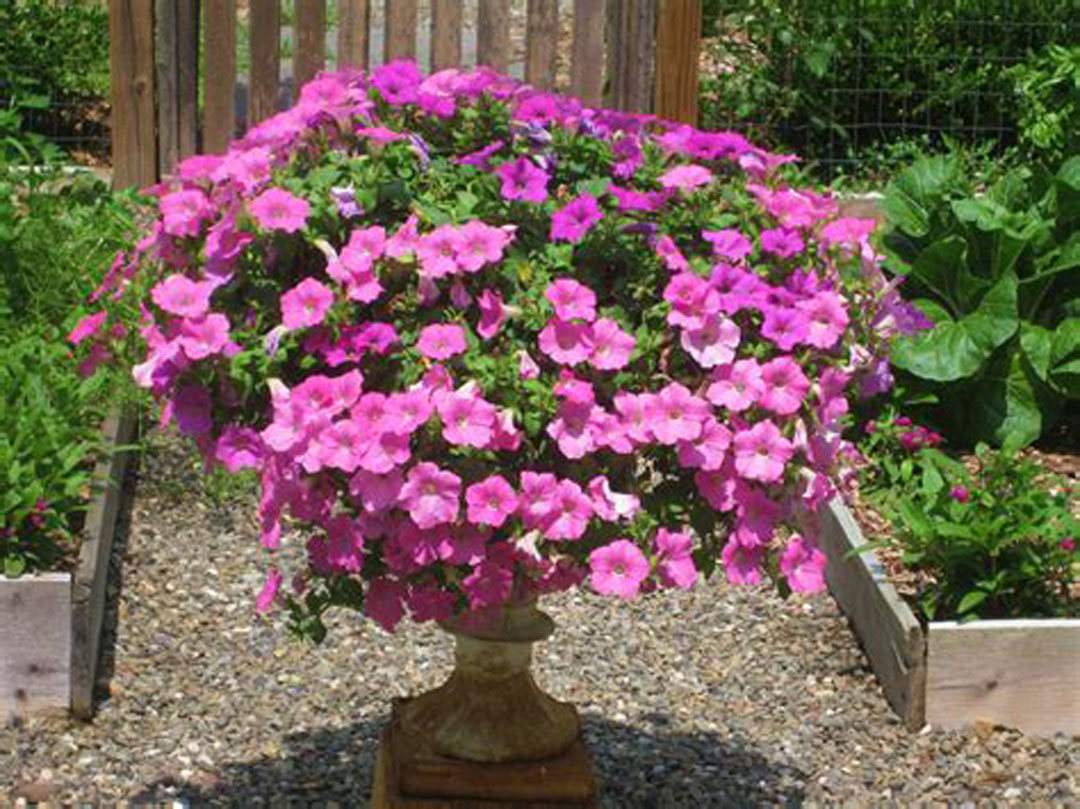 Petunia flowers - Annual Flowers & Specialty Plants - Universal Landscape, Inc.