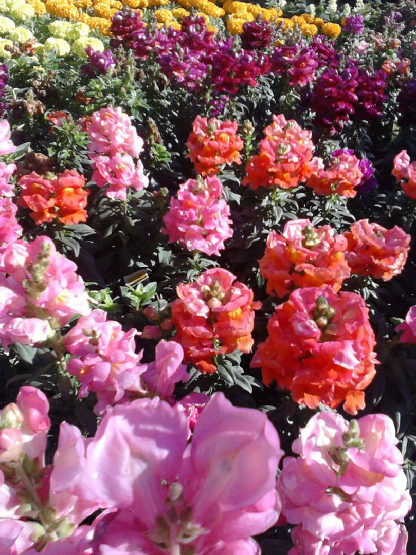 Snap Dragons - Annual Flowers & Specialty Plants - Universal Landscape, Inc.