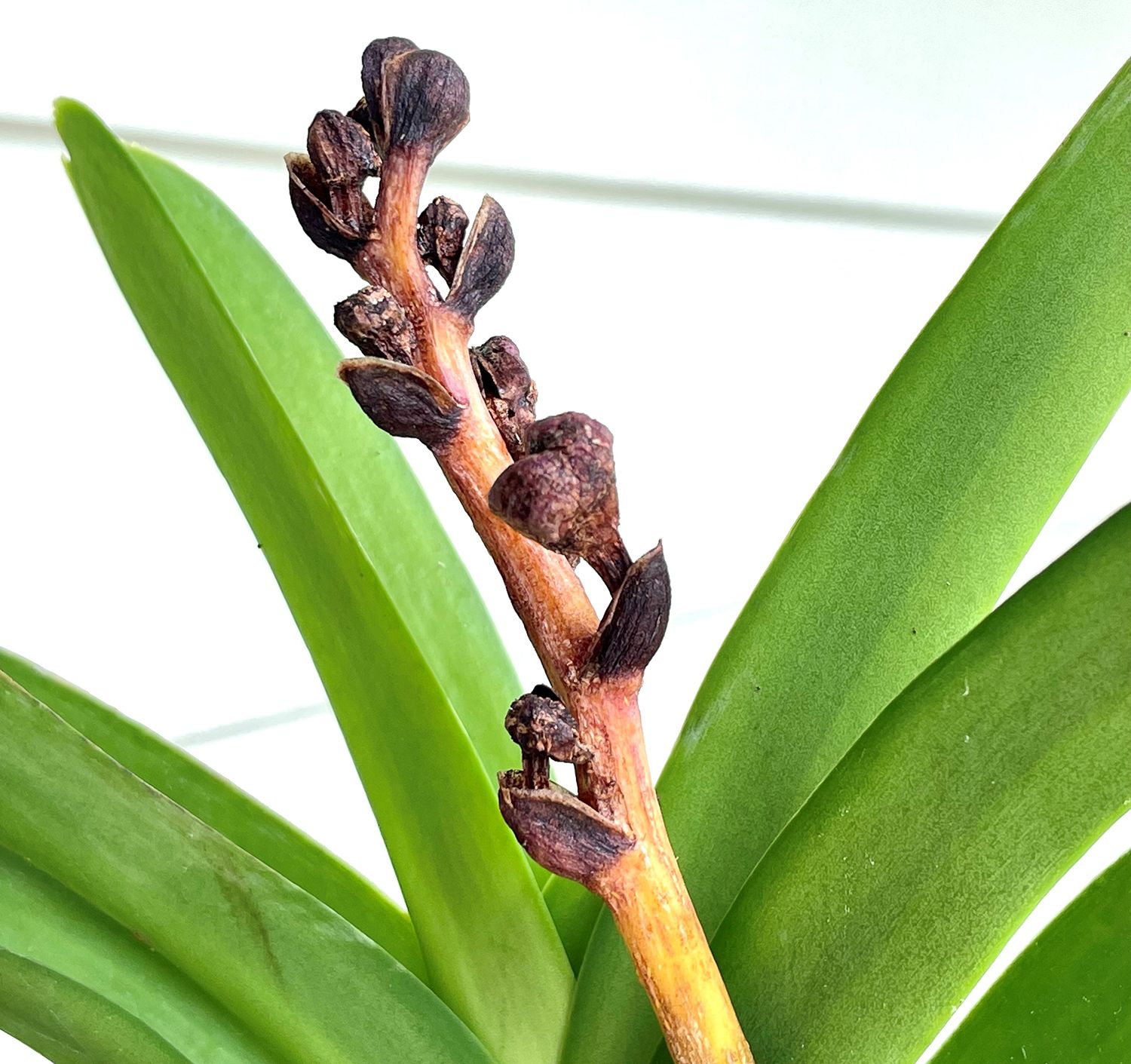 The entire flower stalk and developing flower buds of this vanda orchid, normally green, have been stunted and decimated by vanda thrips even before the stalk has had a chance to expand.