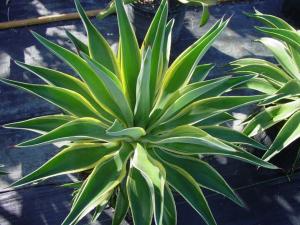 Agave - Lurida