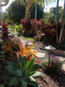 Agave Attenuata with Crotons & Ti Plants in backdrop