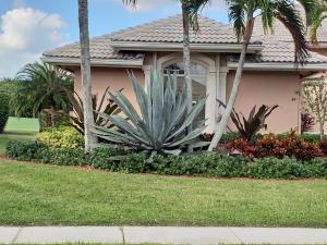 Blue Agave - mature, approx. 8' to 9' height in front of home