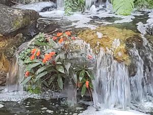 Bolivian Sunset (orange bloom)  nestled in waterfall. May last 2 to 3 years.