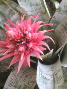 Bromeliad  (pink) - Closeup