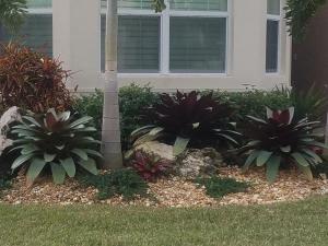 Bromeliad Imperialis