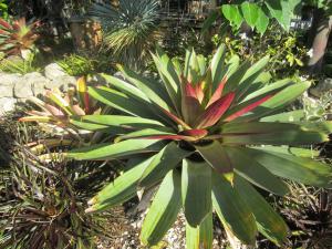 Bromeliad Imperialis -  They vary in color, can handle sun or shade.