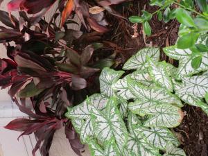 Caladium