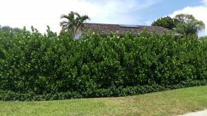 Clusia - planted 8+ tall hedge