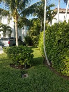 Clusia G. - hedge on property line 