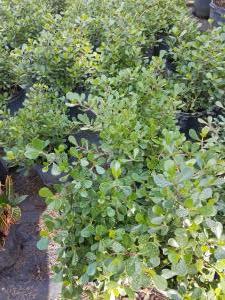 Clusia N. - Dwarf variety 