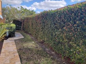 Cocoplum hedge - mature kept at approx. 8' height. Well maintained & trimmed.
