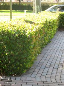 Cocoplum hedge - trimmed at approx. 3 & half ft