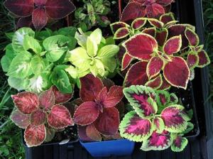 Coleus - a variety of different leaf style examples
