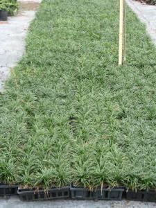 Dwarf Mondo Grass in trays