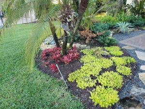 Gold Sedum - light green succulent ground cover