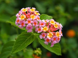 Lantana - 'Confetti' - Pink, peach, yellow bloom - close up of flower - Ground Cover
