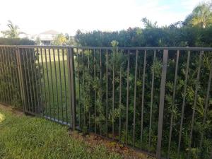 Podocarpus - kept at 4' fence height
