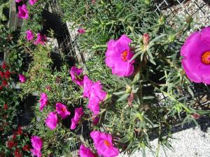 Purslane