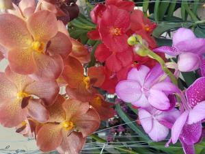 Orchids - Variety