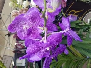 Orchids (purple)