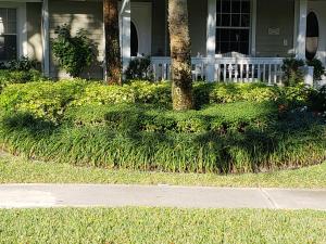 Green Liriopi as front row planting.