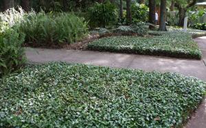 Jasmine - Asiatic - Ground Cover  (Minima) 