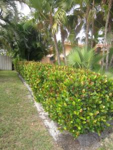 Cocoplum hedge - low trimmed