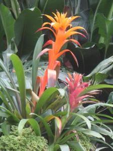 Bromeliad - Guzmania