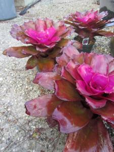 Bromeliads (purple)